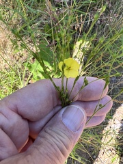 Linum intercursum