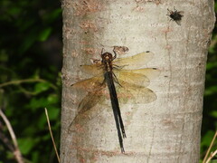 Somatochlora linearis