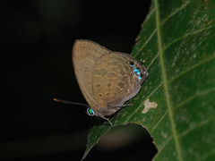 Arhopala aurea