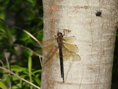 Somatochlora linearis