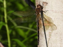 Somatochlora linearis