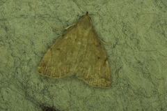 Zanclognatha protumnusalis