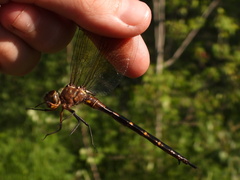 Somatochlora linearis