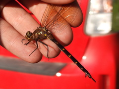 Somatochlora linearis