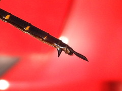 Somatochlora linearis