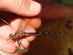 Somatochlora linearis