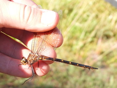 Somatochlora linearis