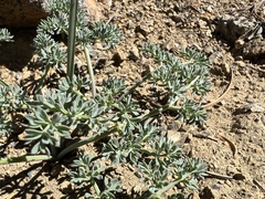 Lomatium cuspidatum