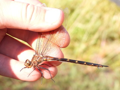 Somatochlora linearis