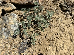 Lomatium cuspidatum