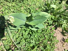 Bupleurum rotundifolium