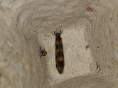 Mystacides longicornis