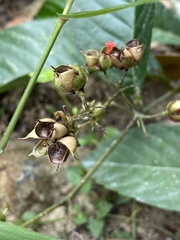 Tetracera
