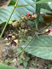Tetracera