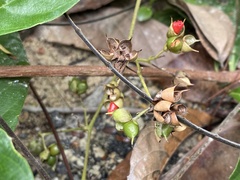Tetracera
