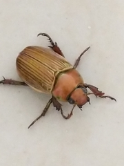 Pelidnota strigosa