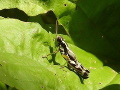 Melanoplus viridipes