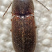 Ash-winged Click Beetle - Photo (c) K Schneider, some rights reserved (CC BY-NC), uploaded by K Schneider