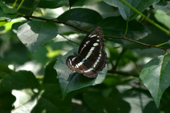 Neptis pryeri