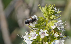 Megachile canescens