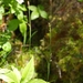 Carex vaginata - Photo (c) Rob Routledge, algunos derechos reservados (CC BY-NC), uploaded by Rob Routledge