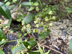 Tetracera