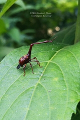 Cycnotrachelus flavotuberosus