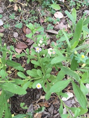 Chaetopappa bellidifolia