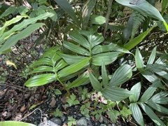 Rhaphidophora decursiva