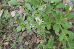 Chaetopappa bellidifolia