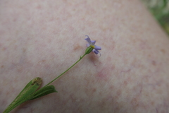 Chaetopappa bellidifolia