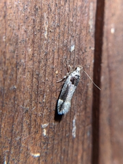 Pseudochelaria walsinghami