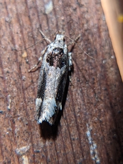 Pseudochelaria walsinghami