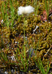 Eriophorum gracile