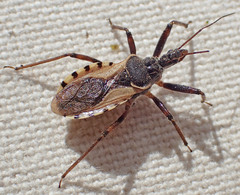 Rhynocoris ventralis