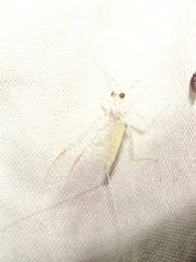 Maccaffertium terminatum terminatum