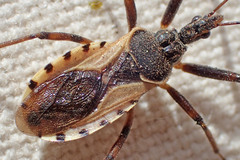 Rhynocoris ventralis