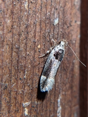 Pseudochelaria walsinghami