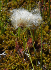 Eriophorum gracile