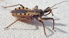 Rhynocoris ventralis