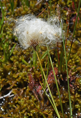Eriophorum gracile