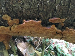 Phellinus piceinus