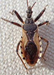 Rhynocoris ventralis