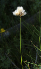 Eriophorum gracile