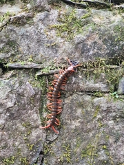 Scolopendra sumichrasti
