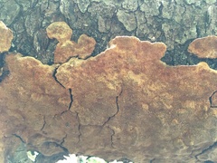 Phellinus piceinus