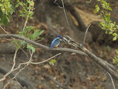 Alcedo semitorquata