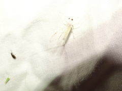 Maccaffertium terminatum terminatum