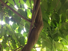 Banisteriopsis caapi