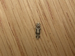 Parachronistis albiceps